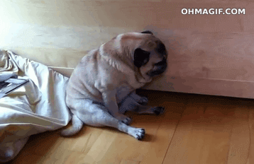 falling-dog_1_orig